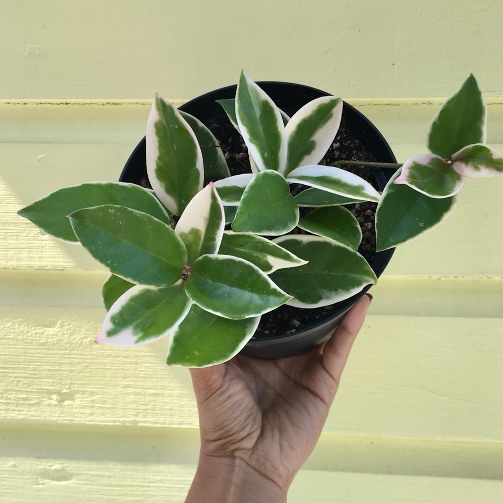 Hoya carnosa/ krimson Queen 6” pot